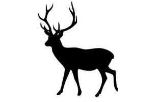 Antelope