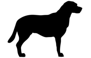 Dog Standing