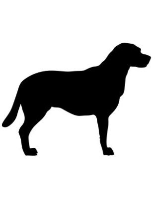 Dog Standing
