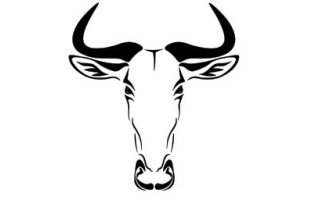 Wildebeest