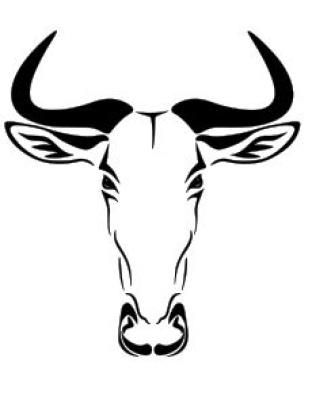 Wildebeest