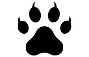 Cat Paw With Toenails