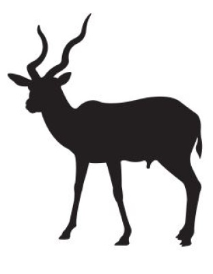 Kudu