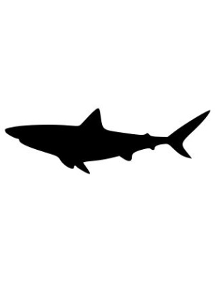 Shark