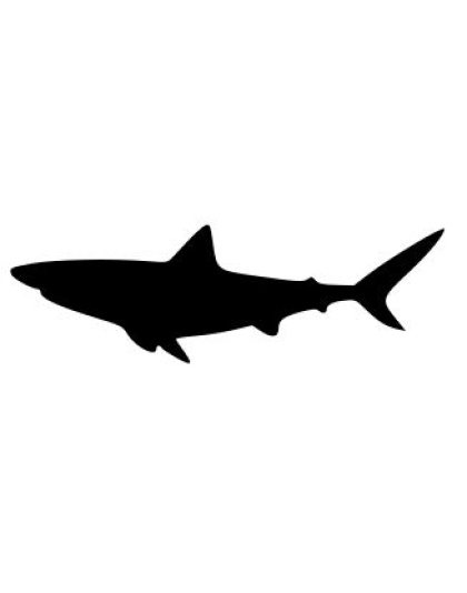 Shark