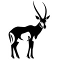 Wild Animals